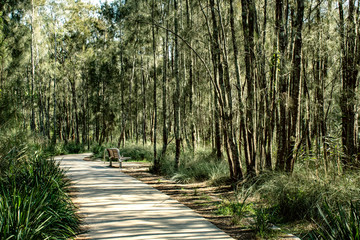 bench on path at nature walk forest greenery foliage branches