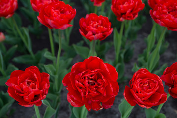 A bunch of red tulips