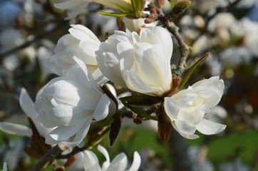 Weiß blühende Magnolie close-up