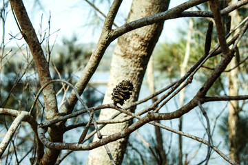 cone on tree branch forest greenery banksia trunk leaves