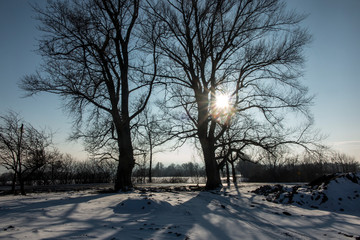 Large trees in the rays of the winter sun