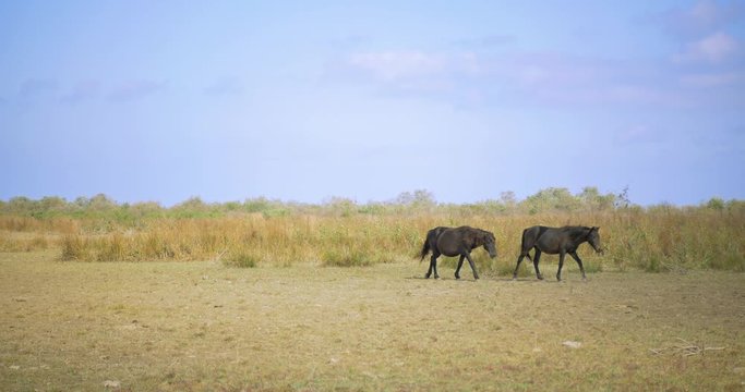 2 wilde horses from Sfantu Gheorghe, wild beach, Romania