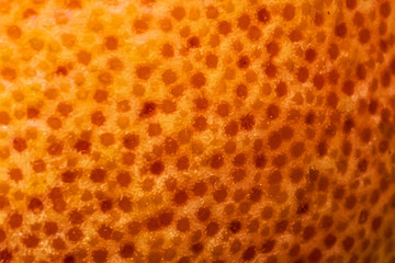 grapefruit peel background