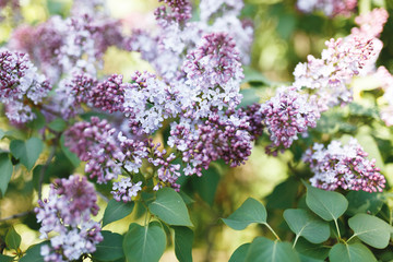 Fototapeta na wymiar Lilac. Lilacs or syringe. Colorful purple lilacs blossoms with green leaves. Floral pattern. Lilac background texture. Lilac wallpaper