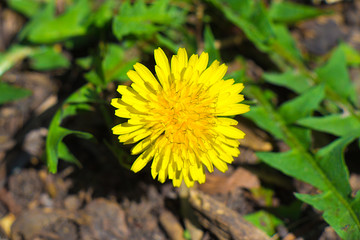 Yellow flowering dandelion flower, top view, closeup