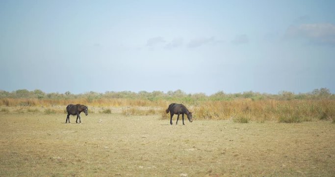 Wilde Horses in the wild beach from Sfantu Gheorghe, ROmania