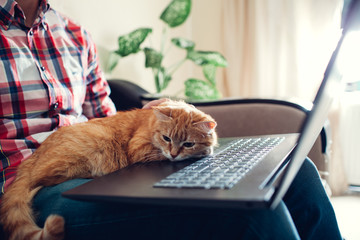 Red cat sits on the hands of a freelancer near the laptop