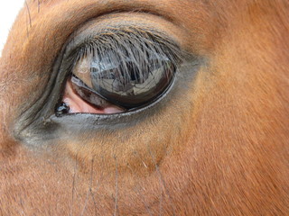Beautiful horse of a brown color and very good and meek