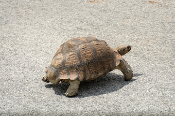 Tortoise cossing the street