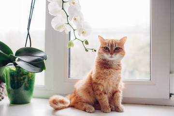 Ginger red cat sitting on the windowsill near the orchid