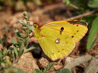 Clouded Yellow Butterfly (Colias croceus) perched on a bush sunbathing early in the morning, near Xativa, Spain