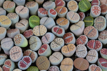 Cactus lithops in a tree shop