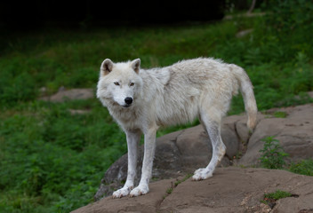 A lone Arctic wolf standing on a rock in spring in Canada