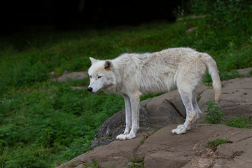 Naklejka na ściany i meble A lone Arctic wolf standing on a rock in spring in Canada