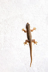 lizard on wall white background