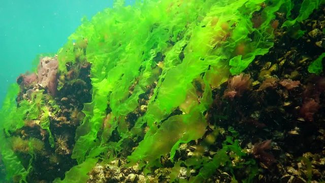 Underwater landscape in the Black Sea. Green, red and brown algae on the seabed, dangling algae swinging during a storm