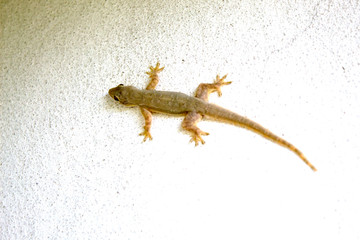 lizard on wall white background