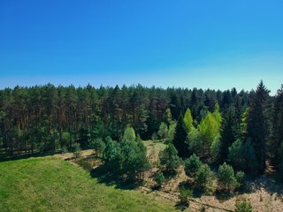 Aerial view of a forest in Belarus