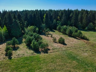 Aerial view of a forest in Belarus