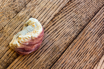 Colorful rainbow seashell on rustic wood background