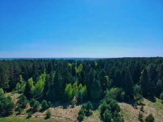 Edge of pine forest in Belarus countryside