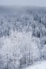 Northern Foggy Snow Forest