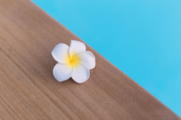 Close up White Plumeria flower on the pool edge with water background