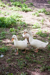Ducks in the herd