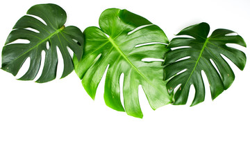 Monstera leaves On White background