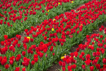 Colorful field of tulips