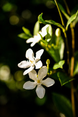 natural jasmine flower buds closeup in sunlight - 265477963