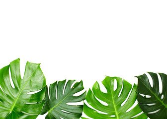 Fototapeta premium Monstera leaves On White background