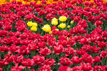 Colorful field of tulips