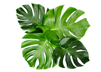Monstera leaves On White background © 1981 Rustic Studio