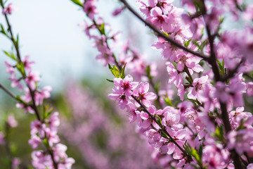 Fototapeta premium Blossoming peach tree branches