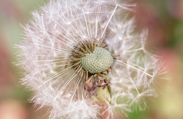 Date With A Dandelion On A Meadow In Berlin Germany