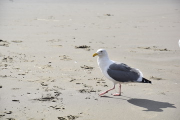 seagull on the beach