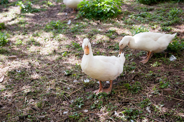 Ducks in the herd