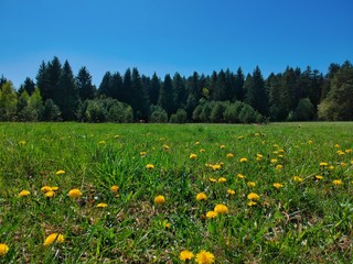 Edge of pine forest in Belarus countryside