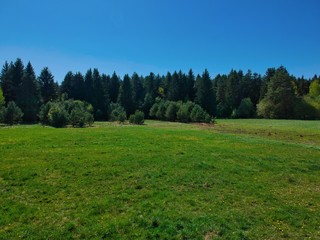 Edge of pine forest in Belarus countryside