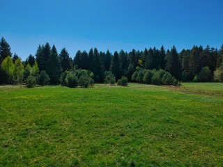 Fototapeta na wymiar Edge of pine forest in Belarus countryside