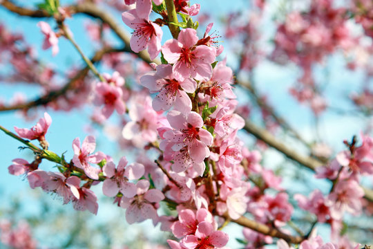 luxurious peach blossoms in spring