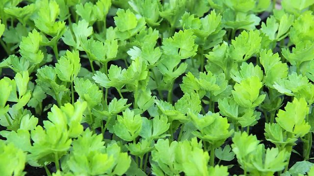 fresh green parsley growing in a garden