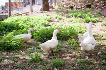 Ducks in the herd