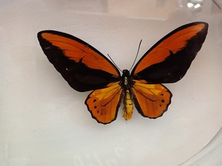 Fototapeta na wymiar Thai butterfly species14