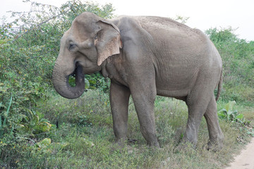 Big elephant eating in national park Udawalawa in Sri Lanka