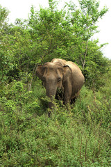 Fototapeta na wymiar Elephant in Udawalawa national park in Sri Lanka