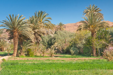 Fototapeta na wymiar Morocco, Tinghir, Oasis, Date Palm Orchard, Mountains