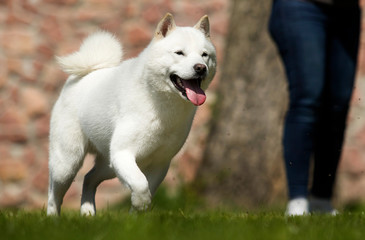 the dog breeds Hokkaido runs on the lawn