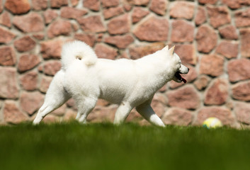 the dog breeds Hokkaido runs on the lawn